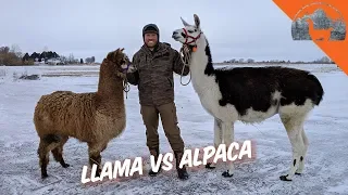 LLAMA VS. ALPACA? - Ep.72 - Llama Life