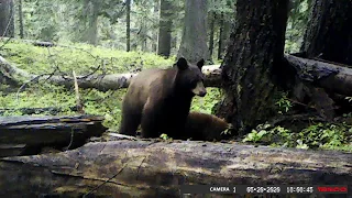 bear family 5-20-2020