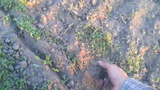 Как сохранить влагу в почве весной?