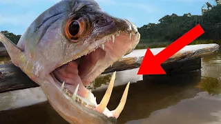 10 Scariest Creatures Of The Amazon