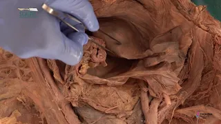 Pelvis Part-5: Uterus