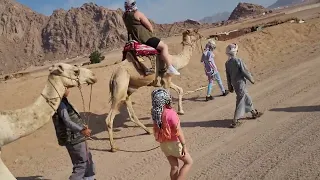camal walking in the desert Egypt