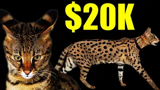 SAVANNAH - The most EXPENSIVE cat in the world