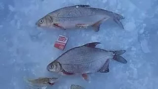 зимняя рыбалка в Липецкой области на Дону  январь 2016г. Сом_Елец