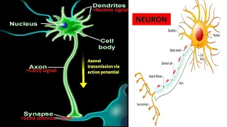 The Action Potential (firing) of a Neuron (brain cell) described by Psychology Prof Bruce Hinrichs