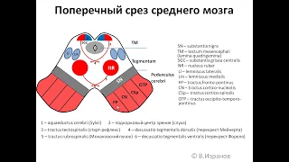 Средний мозг: анимационная схема