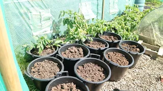 Planting Potatoes in Containers for Maximum Yields Allotment Gardening UK 2024