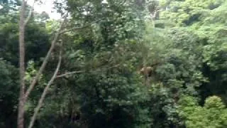 Canopy Walk in Taman Negara, Malaysia