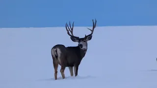 Winter Range Last Week of 2018, Mule Deer and Elk