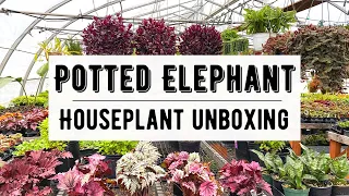 Potted Elephant Houseplant Unboxing