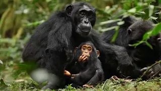 Amazing! Chimpanzee footage & Chimps Playing