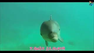 Караоке для детей - Плыви дельфин - мультики про дельфинов
