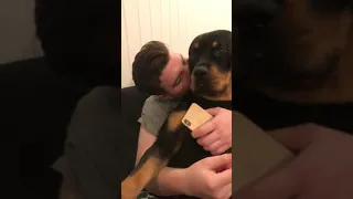 Rottweiler grumble/purr/rumble