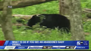 What To Do If You See An Abandoned Baby Animal