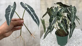 Method of propagating Alocasia Amazonica from leaves