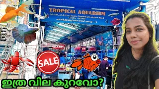 Wholesale Aquarium shop kochi || Tropical Aquarium Ernakulam Malayalam 2023 #fishfarming