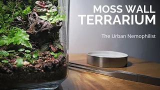 How to build a Moss wall terrarium || Easy DIY Moss wall terrarium