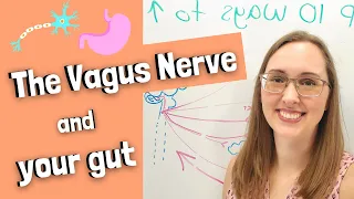 The Vagus Nerve and your gut