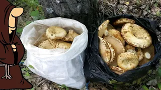 За Полчаса Набили Мешки Грибами Сбор Груздей в Самарской области