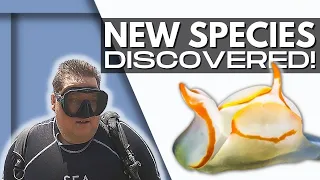 Divers Discover 2 NEW SPECIES While Diving in Philippines (Project Nudibranch)