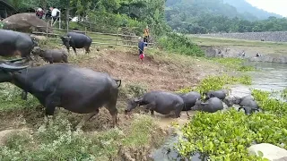 SERU SEKALI BARAYA LIAT KERBAU DI PEDESAAN BANYAK SEKALI | VLOG PEDESAAN INDONESIA