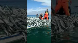 Are We running Out Of Fish?