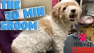 Grooming A Dog In 30 Minutes