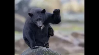 8 black bears; special behaviour; Vancouver Island