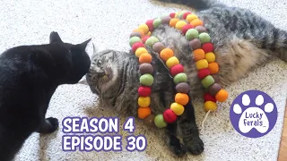 More Ants, A Pom Pom Garland, Cooked Cod For Cats * S4 E30 * Cat Vlog