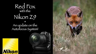 Photographing Foxes with the Nikon Z9 + Update on the Autofocus system.