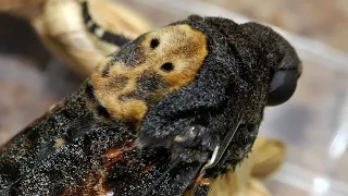 Бражник Мертва голова (Acherontia atropos). Распаковка