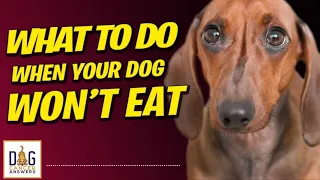 Dog Won't Eat? What To Do | Dr. Sue Ettinger Deep Dive