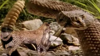 The fiercest confrontations between animals