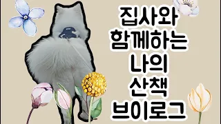 사모예드 구름이와 함께하는 산책 브이로그 (samoyed vlog)