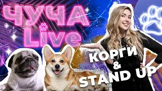 Чуча Live | ЯРОСЛАВА ТРИНАДЦАТКО | КОРГИ | StandUP