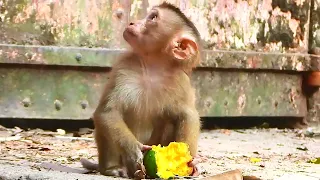 Rainbow Is Brat Sister! Poor Leo is really hungry, he saw sister Rainbow is eating mango, he ca