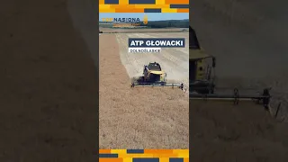 🌱Plonowanie rzepaku w ATP Głowacki | Odmiana RGT GUZZI | Top Nasiona | New Holland CR 8.90 i CX 6080