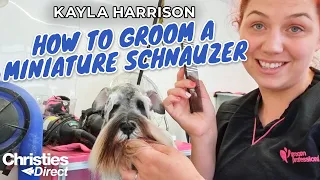 How to Groom a Miniature Schnauzer | Kayla Harrison