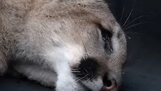 Mountain Lion Caught Outside San Francisco