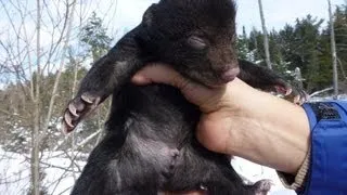 CRYING BABY BEAR
