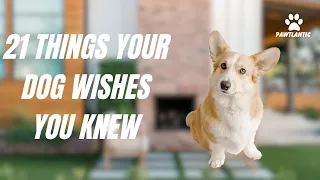 21 Things Your Dog Wishes You Knew: Deepening the Bond with Your Furry Friend!