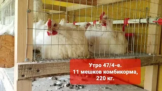 Утро 47/4-е. Выращивание бройлеров росс 308, 708. Сколько ест бройлер, когда корм всегда в кормушке?