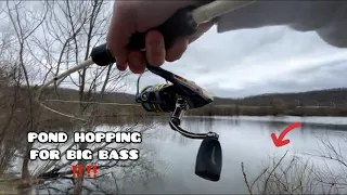 POND HOPPING FOR MASSIVE PRESPAWN LARGEMOUTH PT.1