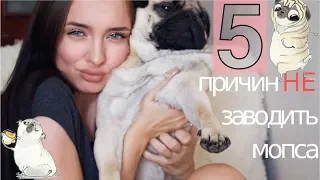 5 причин НЕ заводить мопса  |  что ОБЯЗАТЕЛЬНО нужно знать, когда заводишь мопса