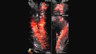 Whole-central nervous system functional imaging in larval Drosophila