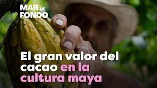 El gran valor del cacao en la cultura maya