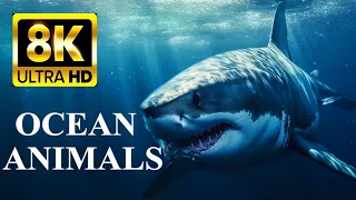 OCEAN ANIMALS 8K Ultra HD – Sea Life and Coral Reef