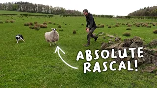 Sheep makes a fool of the Farmer |  Lambing Day 15