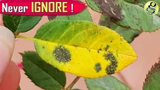 Black Spot Rose Disease – Treatment | Die Black - Save Rose Plant