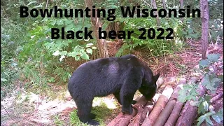 Bowhunting Wisconsin black bear 2022